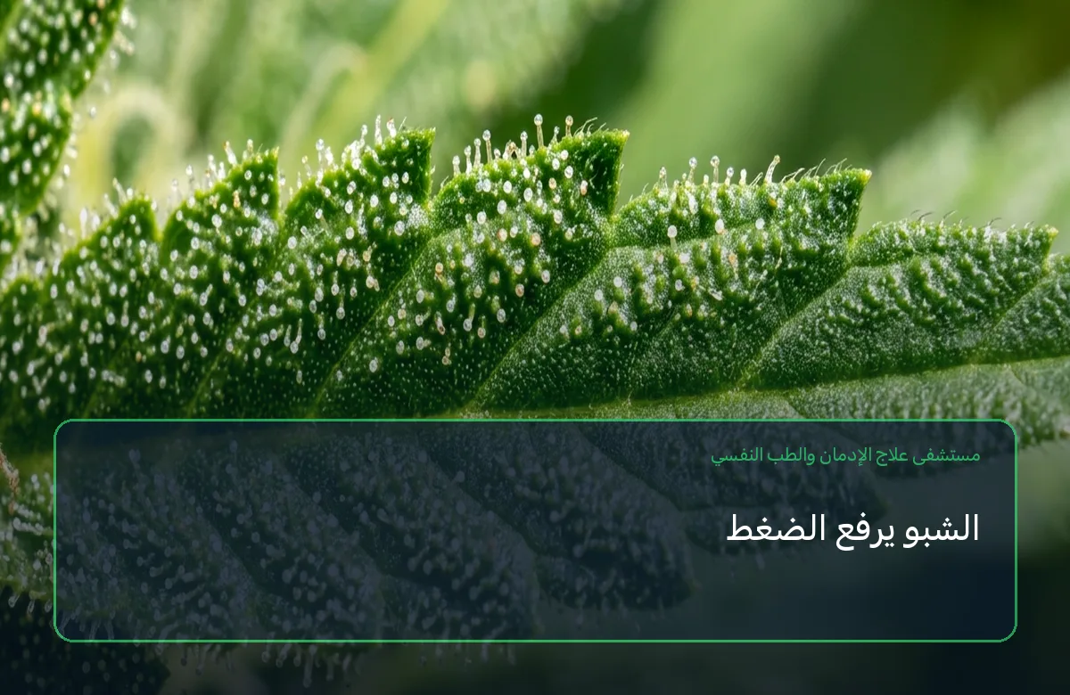 الشبو يرفع الضغط